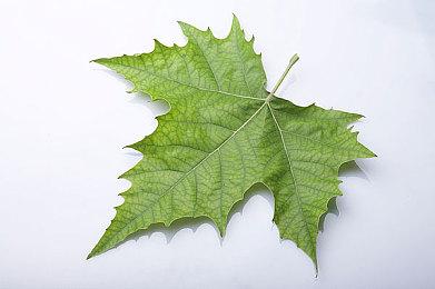 《割绳子3》公布冒险预告 本周登陆Apple Arcade